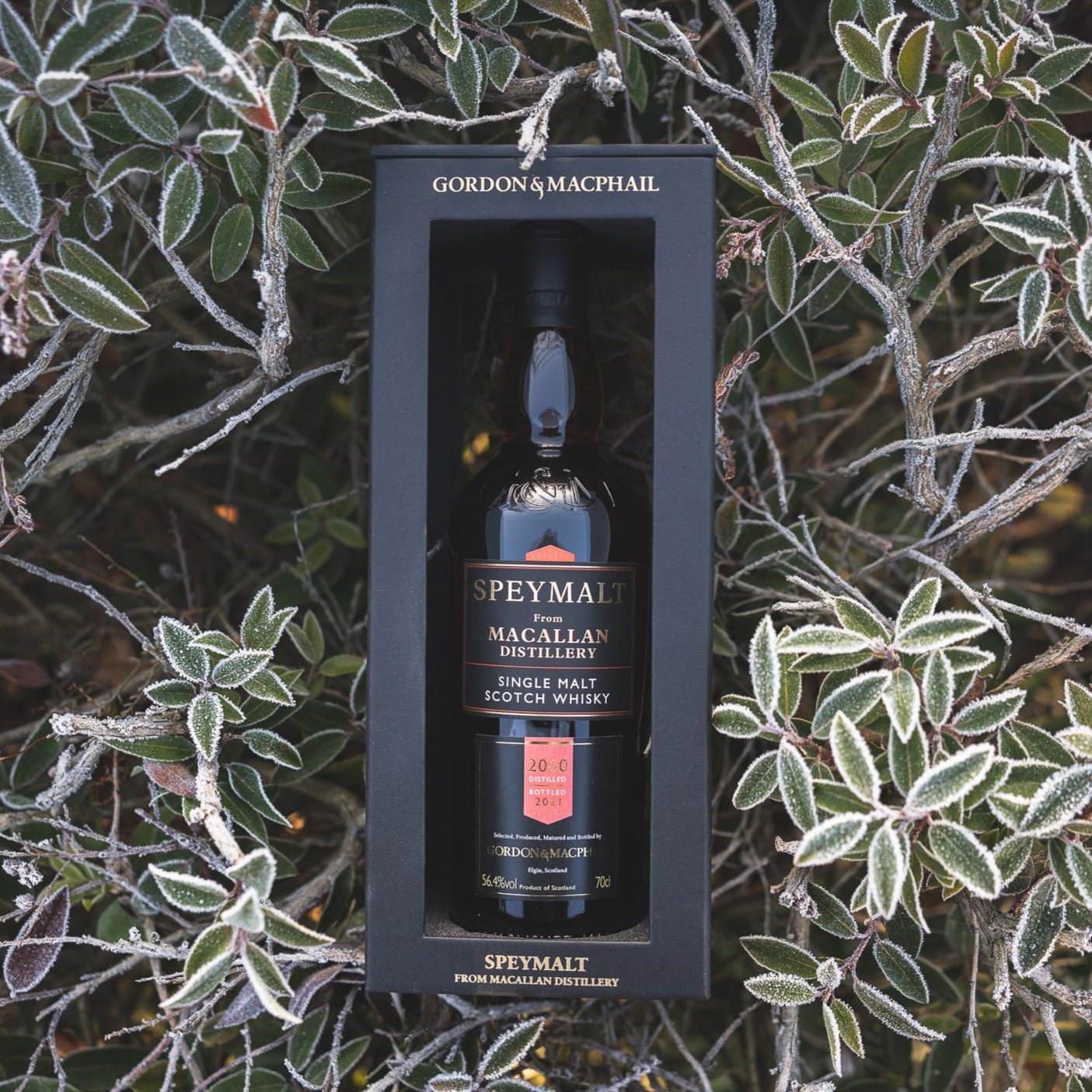 The Macallan | 20-21 Jahre | 2000/2021 | #1756 | Gordon & MacPhail | Speymalt | 0,7l | 56,4%GET A BOTTLE